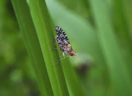 Attēlu rezultāti vaicājumam “Trypetoptera punctulata”