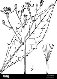 Attēlu rezultāti vaicājumam “Hieracium vulgatum leaf”