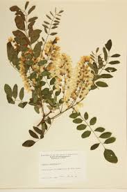 Attēlu rezultāti vaicājumam “Leguminosae”