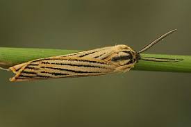 Attēlu rezultāti vaicājumam “Spiris striata”