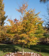 Attēlu rezultāti vaicājumam “Fagus sylvatica fo. laciniata”
