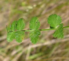 Attēlu rezultāti vaicājumam “Pimpinella saxifraga leaf”