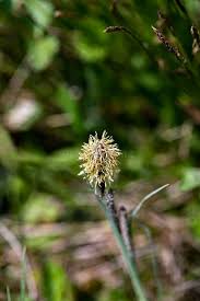 Attēlu rezultāti vaicājumam “Carex caryophyllea flower”