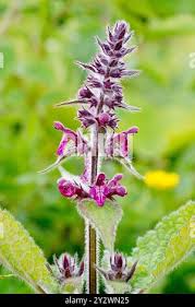 Attēlu rezultāti vaicājumam “Stachys sylvatica flower”