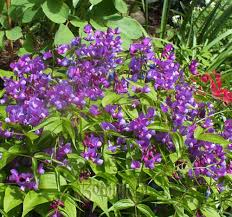 Attēlu rezultāti vaicājumam “Lathyrus vernus”
