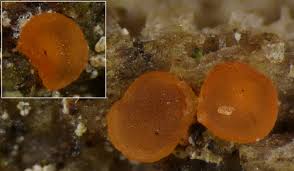 Attēlu rezultāti vaicājumam “Orbilia sp.”