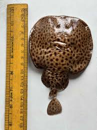 Image result for Torpedo marmorata