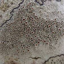 Attēlu rezultāti vaicājumam “Lecanora argentata”