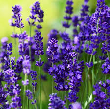 Attēlu rezultāti vaicājumam “Lavandula angustifolia leaf”