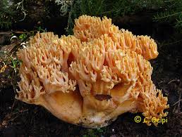 Attēlu rezultāti vaicājumam “Ramaria flava”