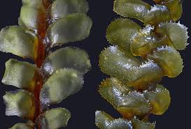 Attēlu rezultāti vaicājumam “Scapania”