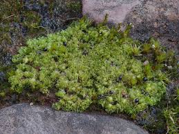 Attēlu rezultāti vaicājumam “Fossombronia wondraczekii”