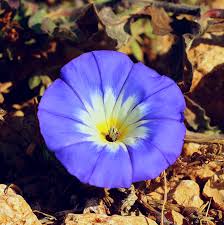 Image result for Convolvulus tricolor