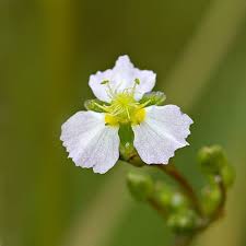 Attēlu rezultāti vaicājumam “Alisma plantago-aquatica leaf”
