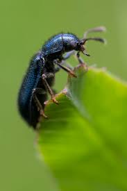 Attēlu rezultāti vaicājumam “Korynetes caeruleus”