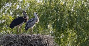 Attēlu rezultāti vaicājumam “Ciconia nigra nest”