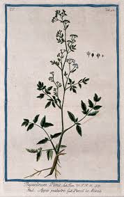 Attēlu rezultāti vaicājumam “Peucedanum palustre”