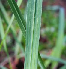 Attēlu rezultāti vaicājumam “Gladiolus imbricatus leaf”
