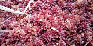 Attēlu rezultāti vaicājumam “Sphagnum magellanicum”