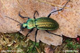 Attēlu rezultāti vaicājumam “Carabus cancellatus”