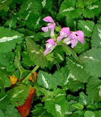 Attēlu rezultāti vaicājumam “Lamium maculatum flower”