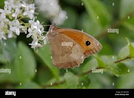 Attēlu rezultāti vaicājumam “Maniola jurtina female”