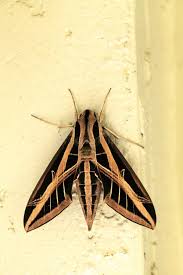 Attēlu rezultāti vaicājumam “Sphingidae”