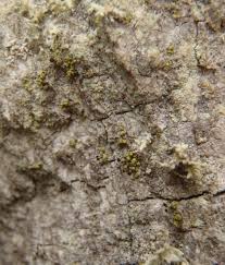 Attēlu rezultāti vaicājumam “Chaenotheca brachypoda”