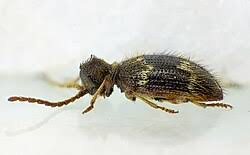 Attēlu rezultāti vaicājumam “Ptinus sp. male”