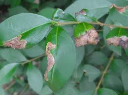 Attēlu rezultāti vaicājumam “Gracillaria syringella imago”