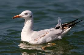 Image result for Chroicocephalus genei