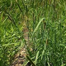 Attēlu rezultāti vaicājumam “Stemonitopsis aequalis (var. aequalis)”