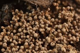 Attēlu rezultāti vaicājumam “Cribraria vulgaris macro”