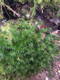 Attēlu rezultāti vaicājumam “Polytrichastrum formosum sporophyte”