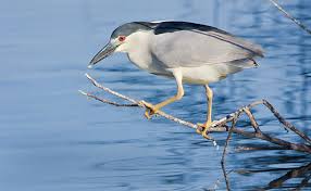 Attēlu rezultāti vaicājumam “Nycticorax nycticorax”
