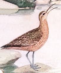 Image result for Numenius borealis