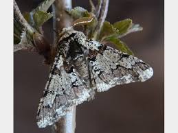 Attēlu rezultāti vaicājumam “Biston strataria”