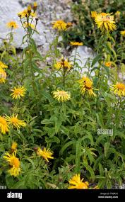 Attēlu rezultāti vaicājumam “Inula salicina leaf”