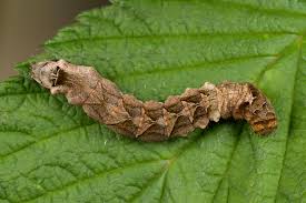 Attēlu rezultāti vaicājumam “Thyatira batis larva”