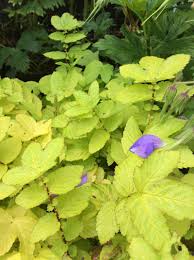 Attēlu rezultāti vaicājumam “Filipendula ulmaria”