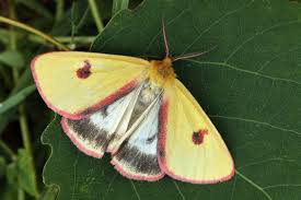 Attēlu rezultāti vaicājumam “Diacrisia sannio”