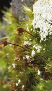 Attēlu rezultāti vaicājumam “Rhynchostegiella tenella”