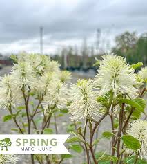 Attēlu rezultāti vaicājumam “Fothergilla major”