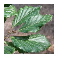 Attēlu rezultāti vaicājumam “Fagus sylvatica leaf”