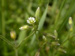 Attēlu rezultāti vaicājumam “Cerastium semidecandrum bud”