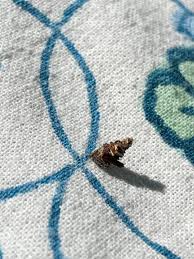 Attēlu rezultāti vaicājumam “Psychidae”