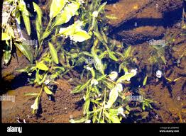 Attēlu rezultāti vaicājumam “Potamogeton gramineus”