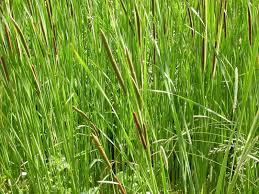 Attēlu rezultāti vaicājumam “Typha angustifolia”