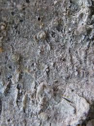 Attēlu rezultāti vaicājumam “Lecanactis abietina”