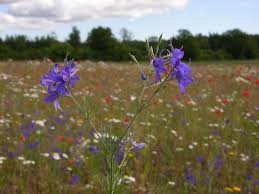 Attēlu rezultāti vaicājumam “Consolida regalis”